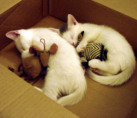 亚洲乒乓球锦标赛中国队包揽男女单打冠军,乒乓球亚锦赛 中国